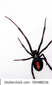 Black Widow Spider Belly