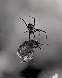 Black Widow Spider Captures Prey: A Stunning Moment In Nature