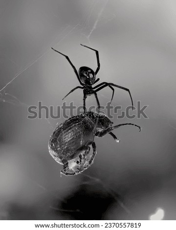 Black Widow Spider Captures Prey: A Stunning Moment in Nature