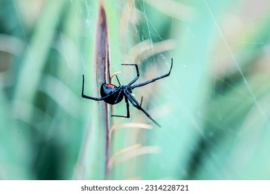 Black widow spider close up