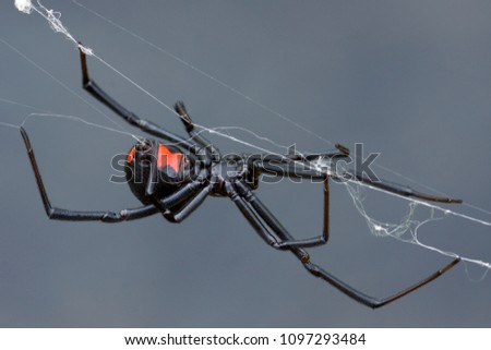 Black Widow Spider crawling on web
