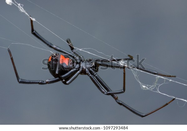 Black Widow Spider\
crawling on web\
