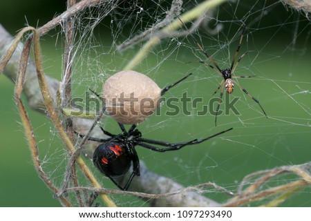 Black Widow Spider -Female, male and egg sac