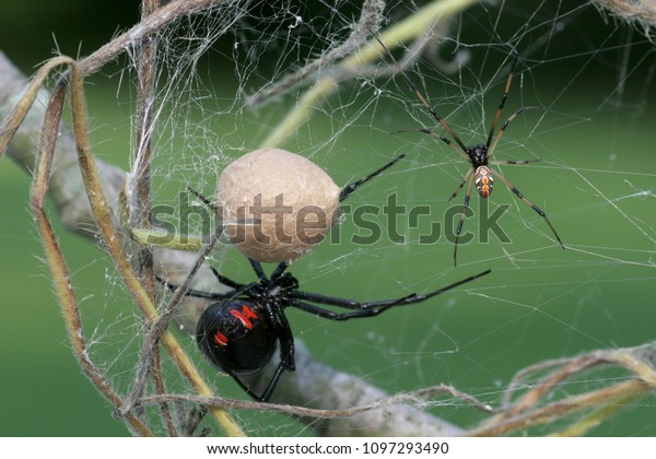 Black Widow Spider\
-Female, male and egg sac