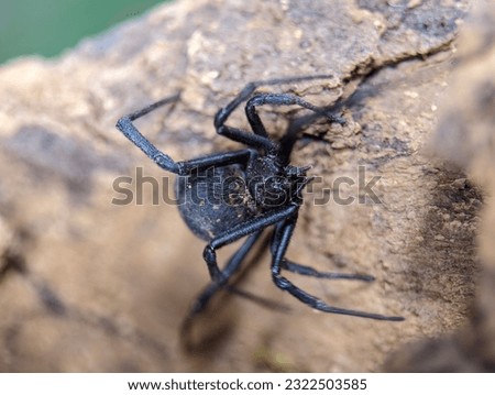 a black widow spider frontal view