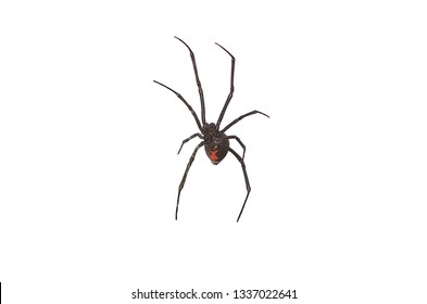 Black Widow Spider Isolated