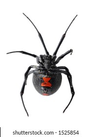 Black Widow Spider Isolated On White Background