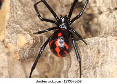Black Widow Spider. Latrodectus Mactans