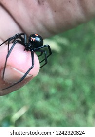 Black Widow Spider. Latrodectus Mactans