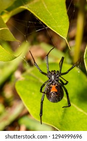Black Widow Spider ( Latrodectus Mactans)