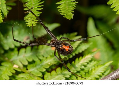 Black Widow Spider - Latrodectus Mactans