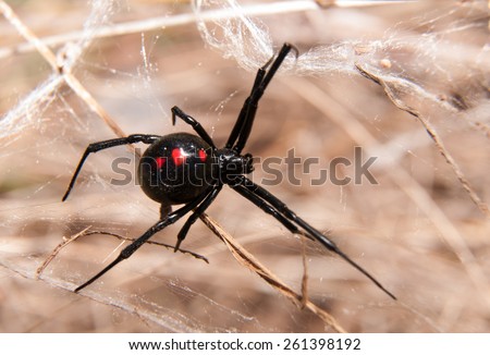 Black Widow spider outdoors on a web