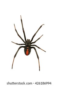 Black Widow Spider / Red Back Spider Isolated On White Background