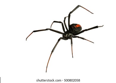 Black Widow Spider / red back spider Isolated on White Background deep focus