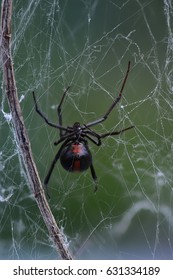 Black Widow Spider / Red Back Spider On Web Isolated On Out Of Focus Background  