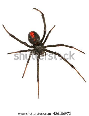 Black Widow Spider / red back spider Isolated on White Background