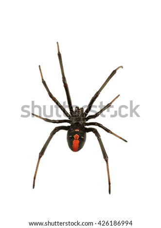 Black Widow Spider / red back spider Isolated on White Background