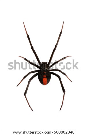 Black Widow Spider / red back spider Isolated on White Background deep focus