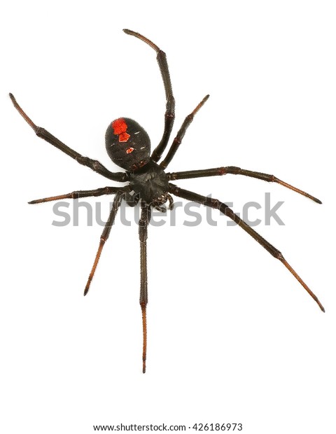 白い背景に黒い未亡人のクモ 赤い背クモ の写真素材 今すぐ編集