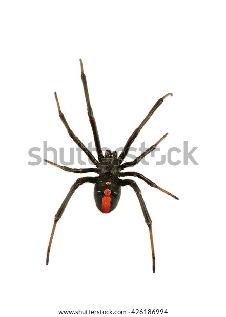 白い背景に黒い未亡人のクモ 赤い背クモ の写真素材 今すぐ編集