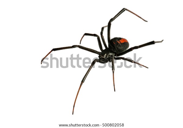 白い背景に黒い未亡人のクモ 赤い背クモ 深いフォーカス の写真素材 今すぐ編集