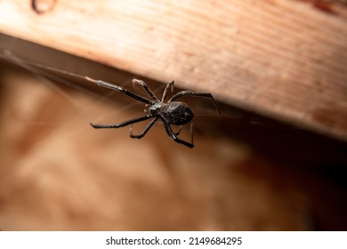 Black Widow Spider With Saw Dust On Its Body And Legs On Web