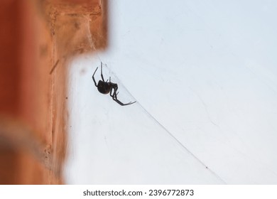 A black widow spider suspended upside down from its web, with brick wall and empty sky background. - Powered by Shutterstock