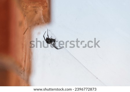 A black widow spider suspended upside down from its web, with brick wall and empty sky background.