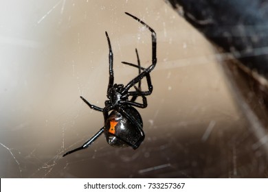 A Black Widow Spider Tends Her Tangled Web