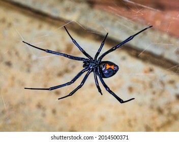 Black Widow Spider waiting for her prey - Shutterstock ID 2014500371