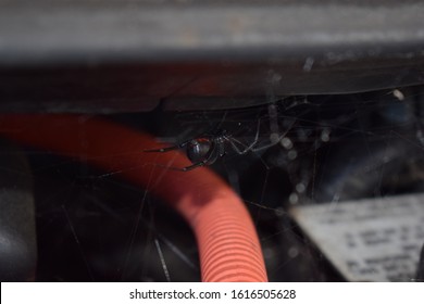 Black Widow 
Spider In Web Found Under Car Hood.