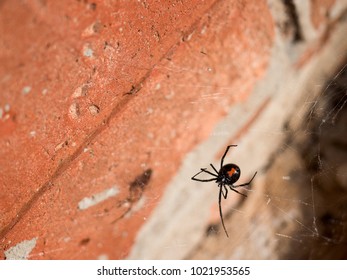 Black Widow in Web