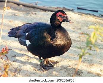 Black wild Musky duck taken closeup. - Shutterstock ID 2092886953