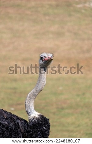 Similar – ortrait of a young vulture