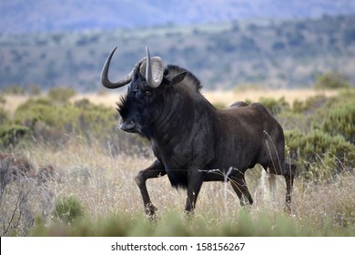 Black Wildebeest