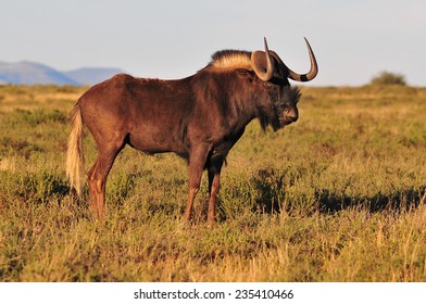 Black Wildebeest