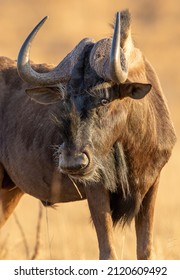 Black Wildebeest in South Africa