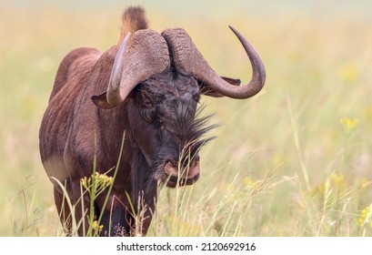 Black Wildebeest In South Africa