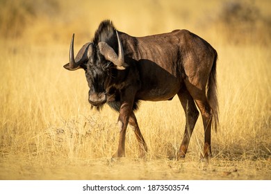 Black wildebeest walks through grass in sunshine