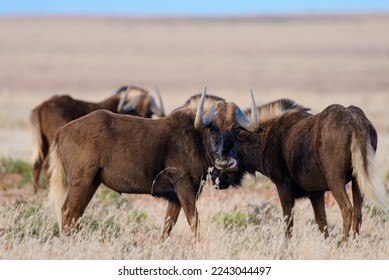 Black wildebeest or white-tailed gnu (Connochaetes gnou) standing in grassland. Eastern Cape. South Africa. - Shutterstock ID 2243044497