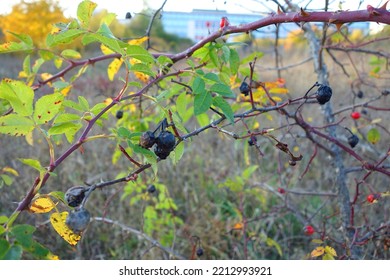 Black Wilted Rosehips On A Tree