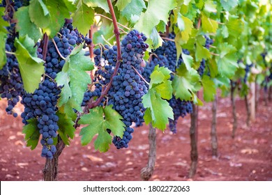 Black Wine Grapes In Vineyard With Green Leaves In The Countryside In Puglia, Italy