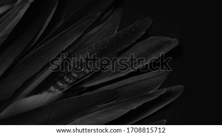 Black wing detail, abstract dark background. Feathers texture for design