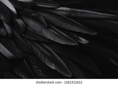 Black wing feathers detail, abstract dark background