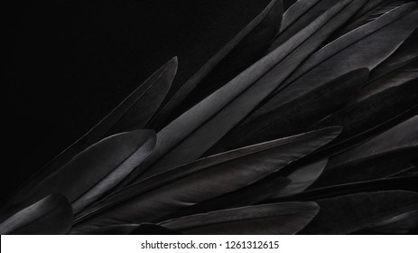 Black wing feathers detail, abstract dark background - Shutterstock ID 1261312615