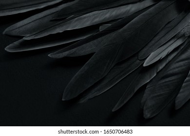 Black Wing Feathers Detail, Abstract Dark Background