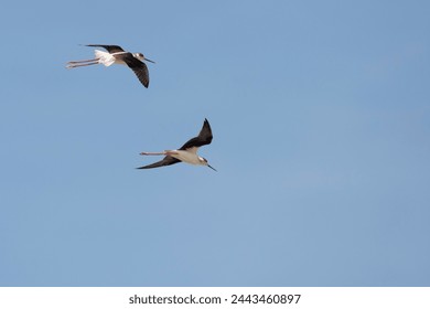 Black winged stilt bird while flying in tthe light blue sky background