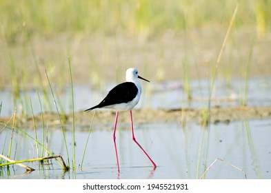 Black Winged Stilt - Pied Stilt