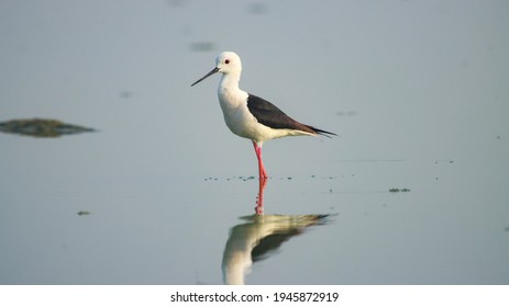 726 Blackish wings Images, Stock Photos & Vectors | Shutterstock