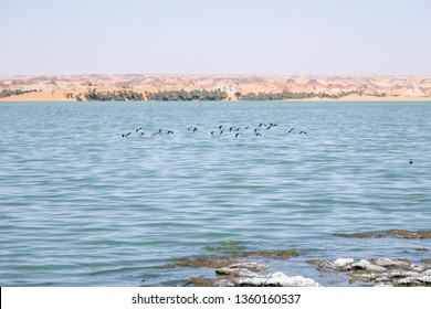 Black Winged Stilts, Salt Lake Ounianga, Chad